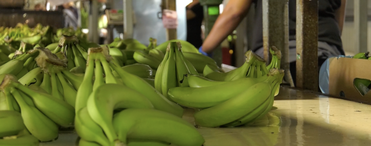The role of the Australian Banana Growers' Council (ABGC)